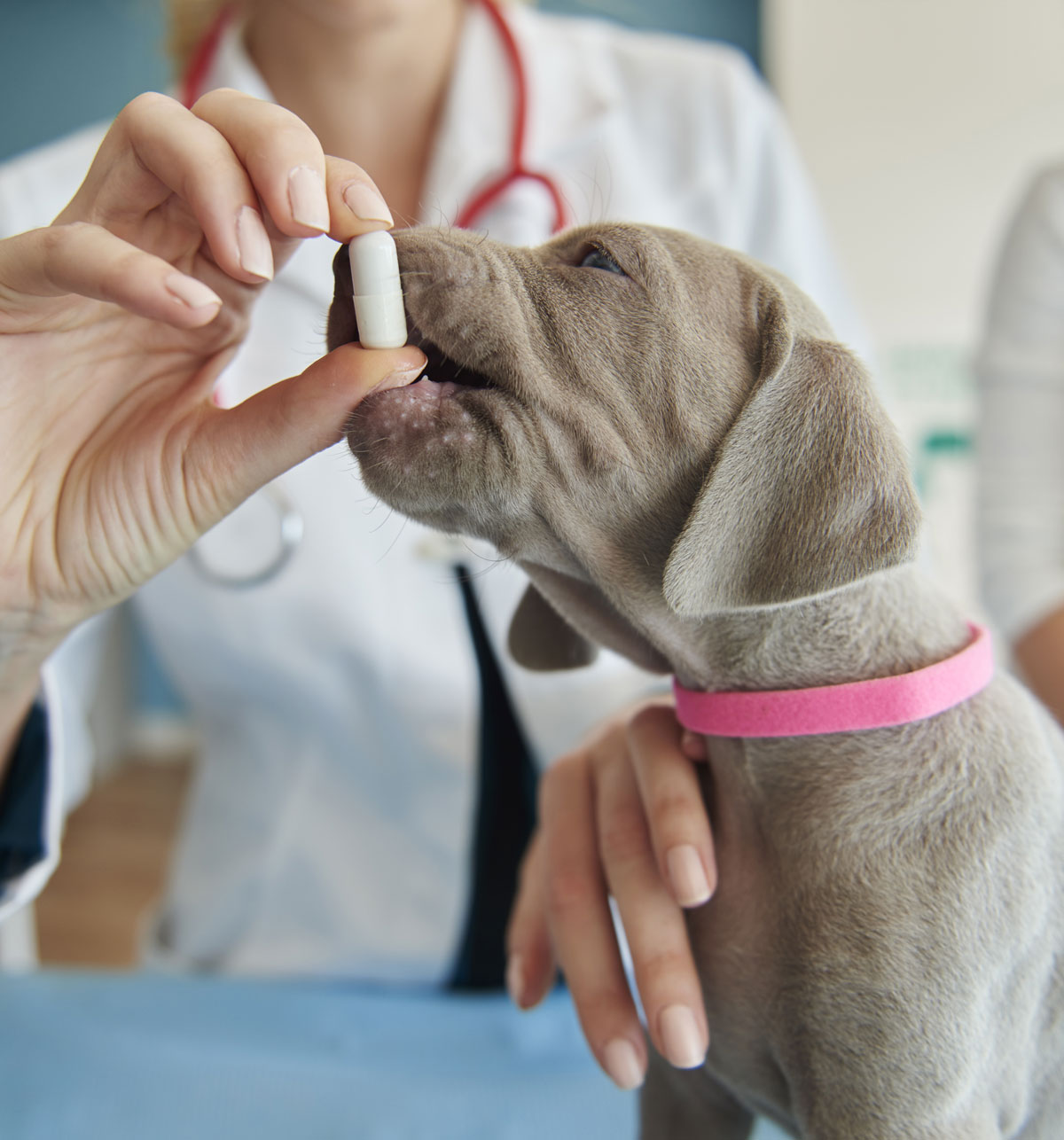almavet-consulta-veterinaria-6