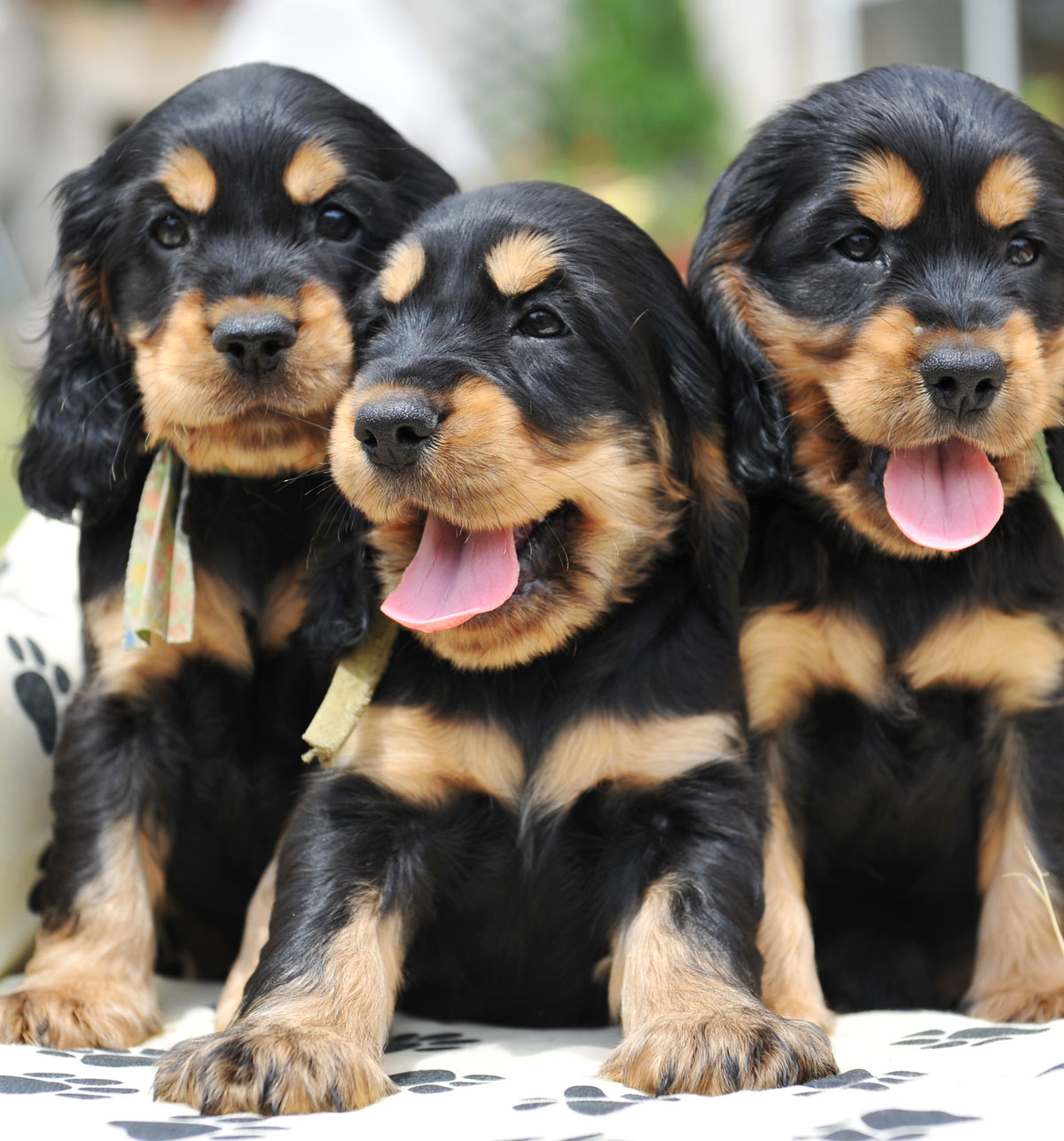 cachorro-2