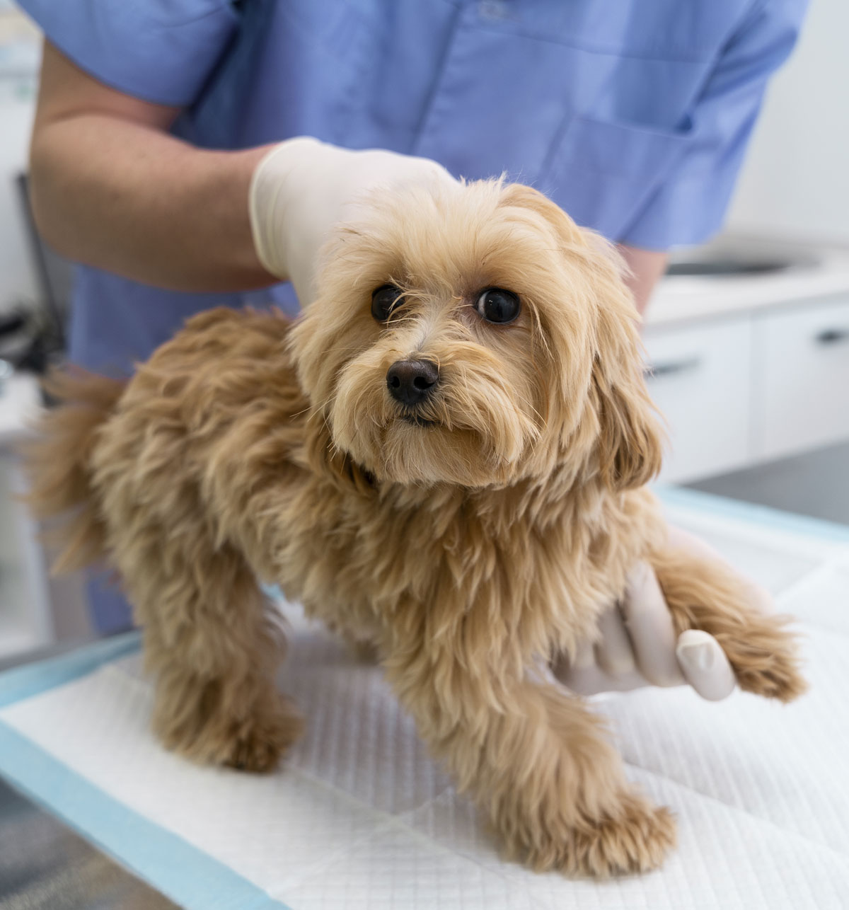 cirugia-veterinaria-2