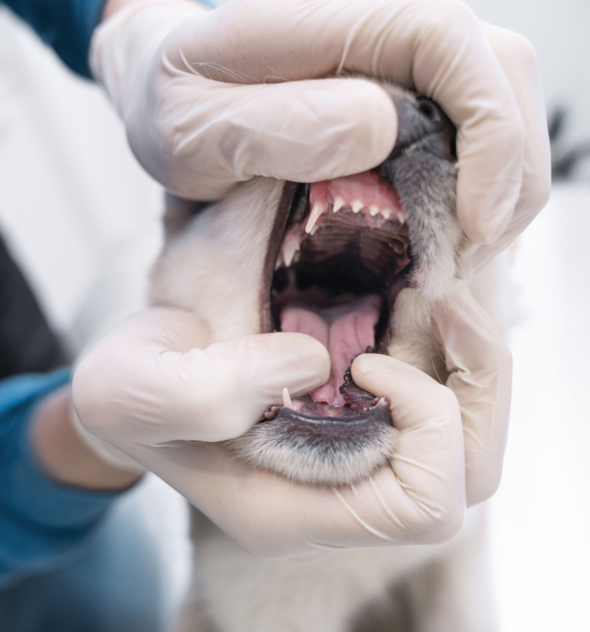 odontologia-2
