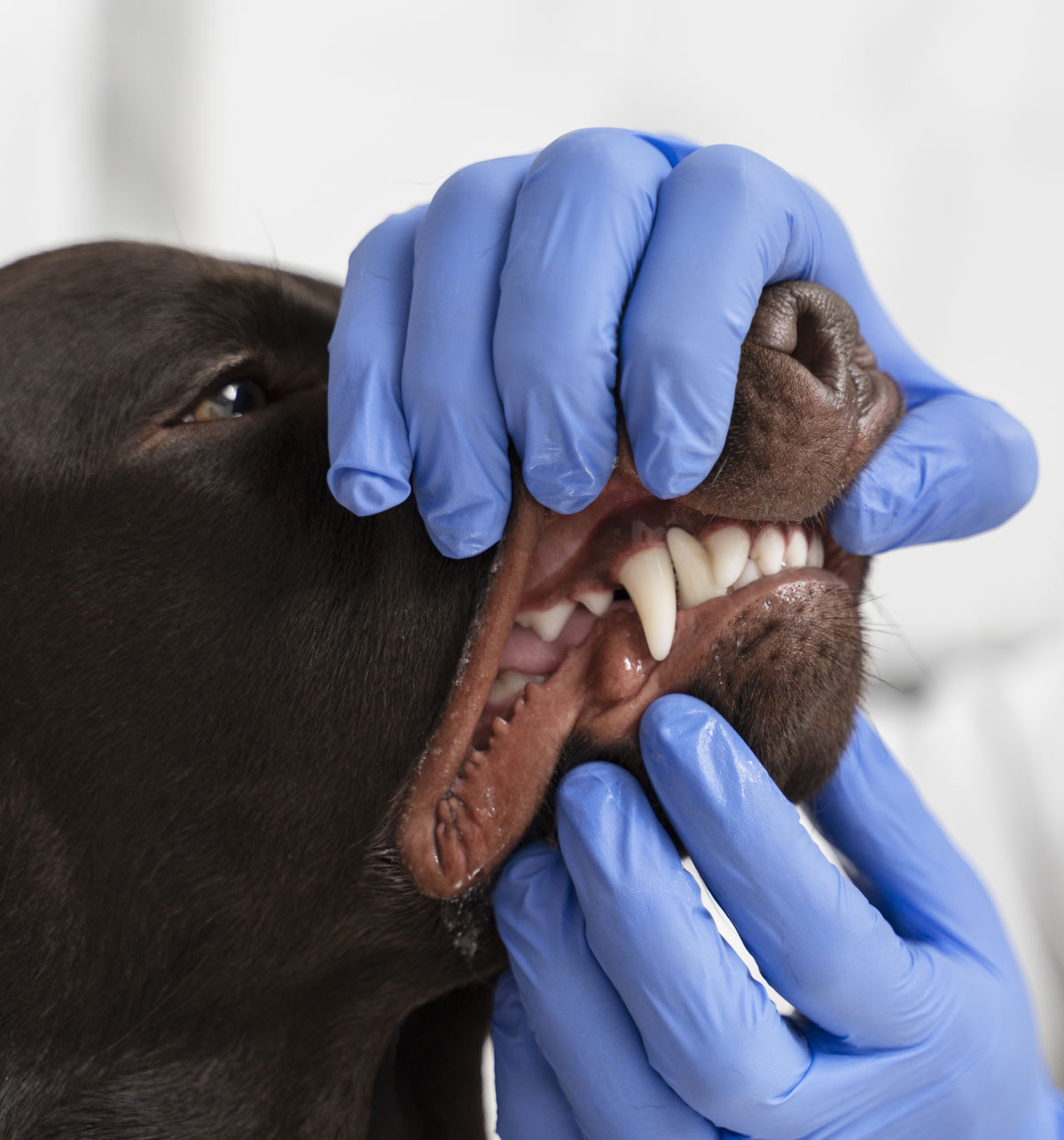 odontologia-3