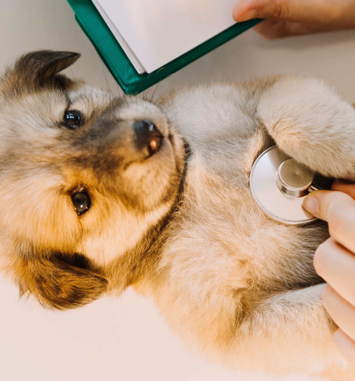 veterinaria-general-2